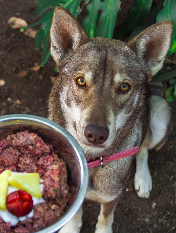 someone giving their dog a bowl of raw food